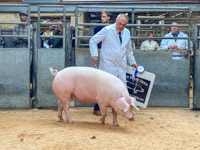 Pigs Dumfries Mart (24)